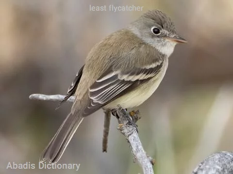 least flycatcher